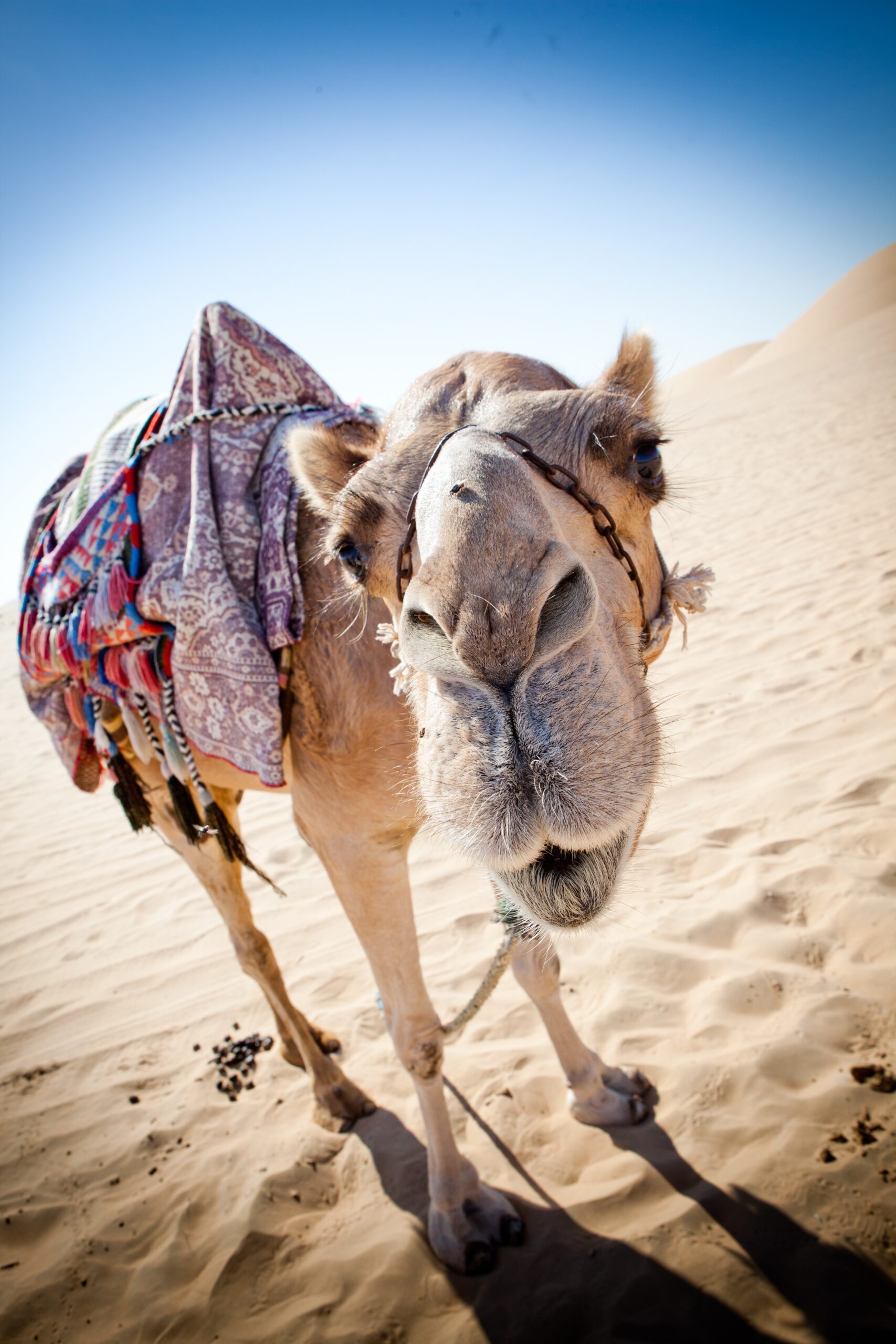 Kicking Camels on the Monday Before Easter